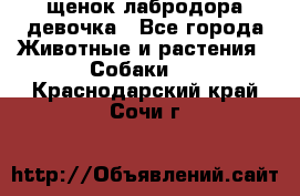 щенок лабродора девочка - Все города Животные и растения » Собаки   . Краснодарский край,Сочи г.